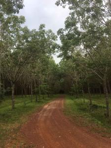 For SaleLandNong Khai : Urgent sale of land with rubber plantation, almost 2,000 trees, Nong Khai Province.