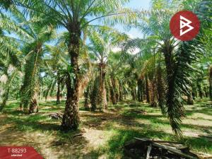 For SaleLandChumphon : Palm plantation land for sale, area 5 rai 1 ngan 34 square wah, Tha Sae, Chumphon.