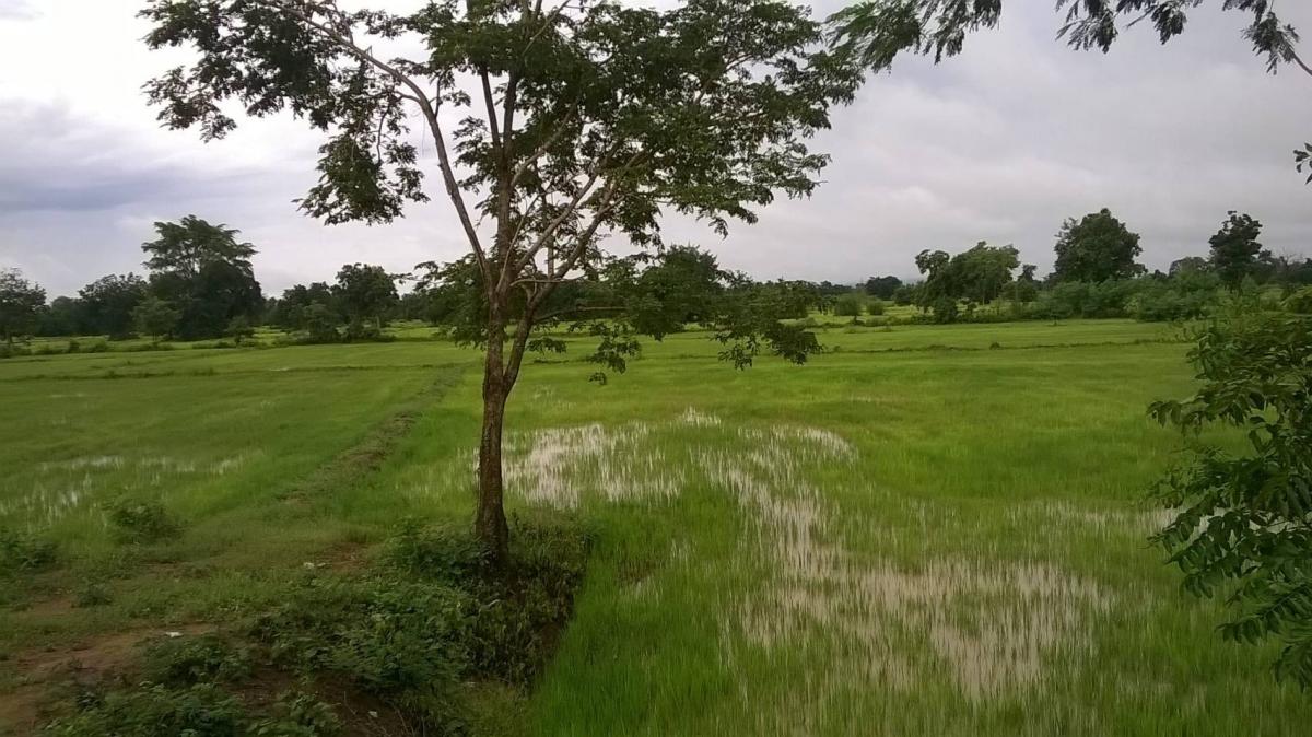 For SaleLandSa Kaeo : Land 20 rai 2 ngan, 300,000 baht per rai, Aranyaprathet, 6 km from Rong Kluea Market.🔥🔥🔥🔥2 plots, 10 rai per plot. Nearby places: Wat Son Noi, Aranyaprathet, 6 km from Rong Kluea Market. Currently, the road has been tapped by people. https://maps.app.goo.