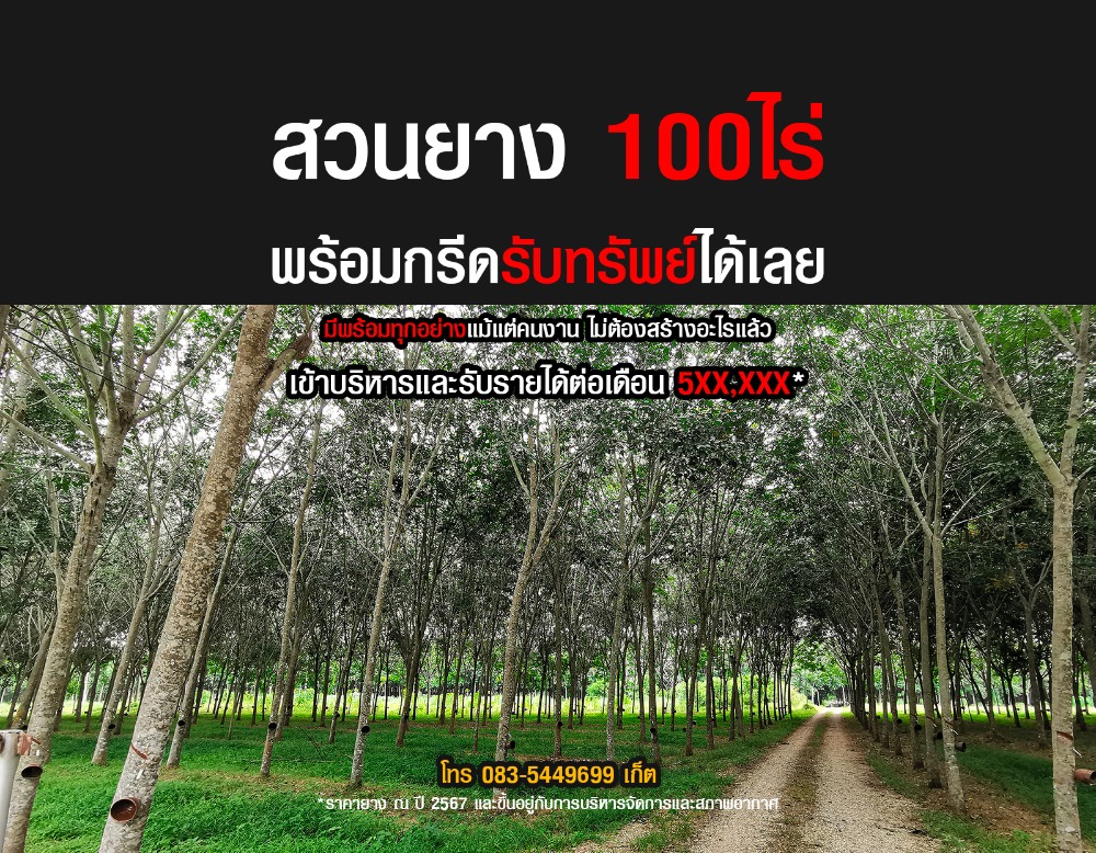 ขายที่ดินหาดใหญ่ สงขลา : ซื้อปุ๊บ กรีดได้ปั๊บ สวนยาง100ไร่ ดูแลด้วยความตั้งใจมาตลอด 9ปี ยังไม่เคยกรีด อุปกรณ์ คนงานครบ คลองแงะ สะเดา หาดใหญ่ สงขลา