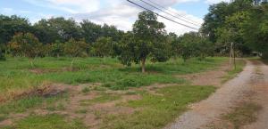 For SaleLandLamphun : Land for sale with buildings, Lamphun Province.