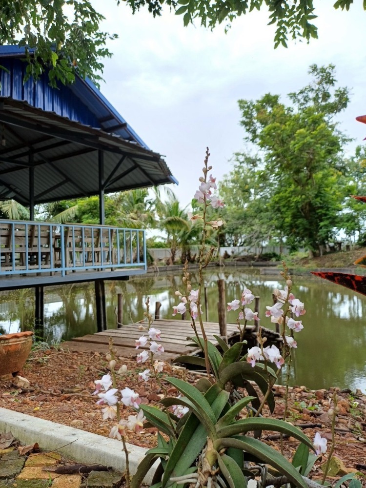 For SaleLandNakhon Pathom : 2 one-story houses with 678 square wah of land, has a fish pond, shady, quiet, Khlong Yong Subdistrict, Nakhon Pathom.