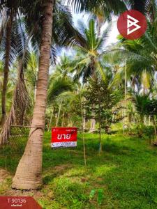 For SaleLandChumphon : Empty land for sale, area 1 rai 76 sq m, Lang Suan, Chumphon.