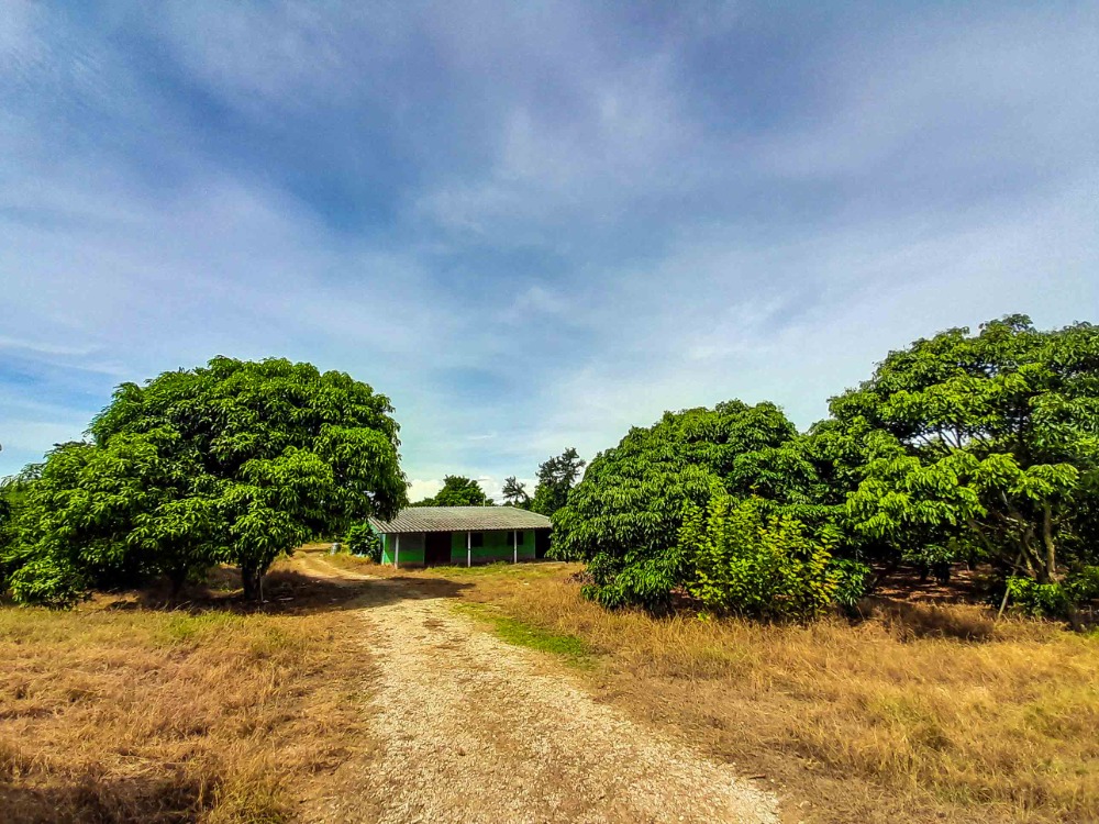 For SaleLandChanthaburi : Dont miss the opportunity to own a good quality longan orchard at a great price!!! Urgent sale! Longan orchard land Ready to harvest 800 longan trees, 18 years old, giving good, consistent yields, accessible water and electricity, good soil, good water, w