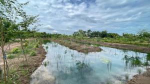 ขายที่ดินปทุมธานี รังสิต ธรรมศาสตร์ : ขายที่ดิน หนองเสือ คลอง 10  3 ไร่ ติดถนนสาธารณะ ซอยเทศบาล  6 ถนนหมายเลข 3261 ปทุมธานี