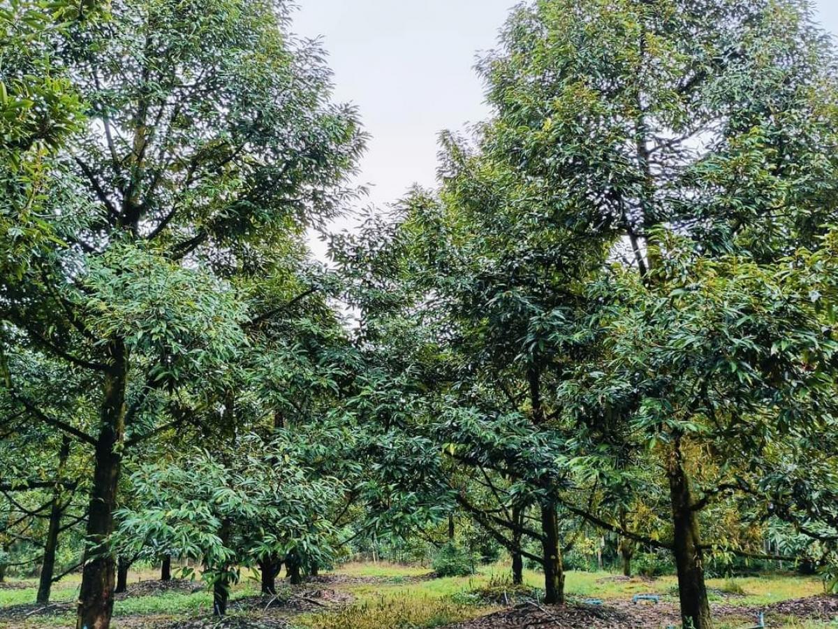 For SaleLandChanthaburi : The durian orchard has produced almost 5 rai.