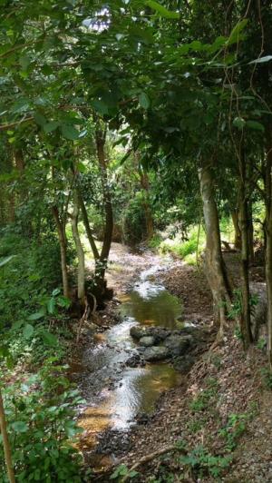 For SaleLandPak Chong KhaoYai : Beautiful land, hard to find next to Khao Yai stream, close to the road.