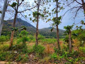 For SaleLandPak Chong KhaoYai : Land near Khao Yai Surrounded by mountains on the side and back. In front is the road.