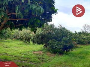 For SaleLandPhayao : Land for sale, Longan orchard with house, area 6 rai 3 ngan 33.3 square wa, Dok Kham Tai, Phayao