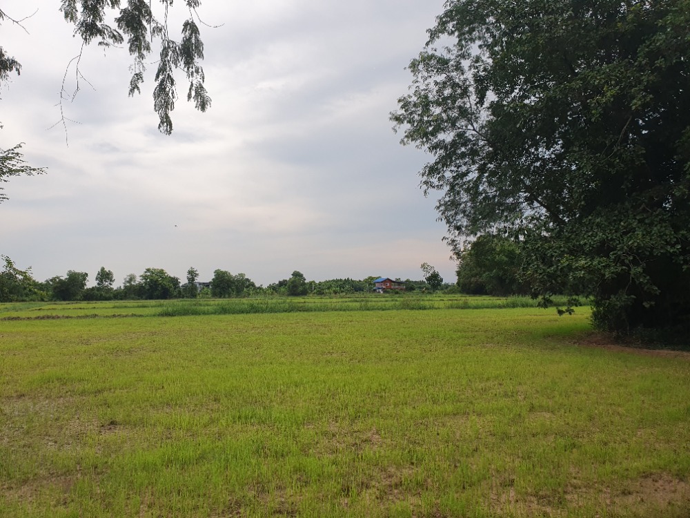 For SaleLandNakhon Nayok : Land for sale in Nakhon Nayok, area 26-3-10 rai, next to the rural highway, Tha Daeng-Wang Muang