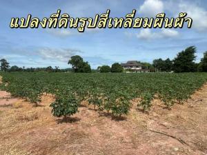 ขายที่ดินศรีราชา แหลมฉบัง บ้านบึง : ขายที่ดินทำเลดีในเมืองศรีราชาเนื้อที่ 3 ไร่ 3 งาน 51 ตรว.