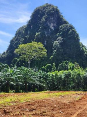 ขายที่ดินกระบี่ : ที่ดินวิวภูเขา ใกล้ อ่าวนางท่ามกลางธรรมชาติที่สวยงาม ผ่อนได้6 เดือน น้ำประปาไฟฟ้าพร้อมถนนคอนกรีต 7 เมตรพร้อมระบบท่อระบายน้ำ เอกสารโฉนด ค่าธรรมเนียมโอนคนละครึ่ง ♦️แปลง A เนื้อที่  1 ไร่1งาน 37.83 ตร.วาขาย 2.6 ล้านบาท♦️แปลง B เนื้อที่  1 ไร่ 1 งาน 21.65 ตร.