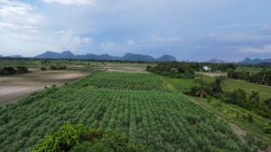 ขายที่ดินสระบุรี : ขายที่ดิน 25 ไร่ ริมถนนซอยพิบูลย์อนุสรณ์ พระพุทธบาท สระบุรี