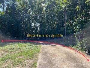 For SaleLandNan : Land for sale in Nan Province, Du Tai Subdistrict, with teak trees, Mueang District