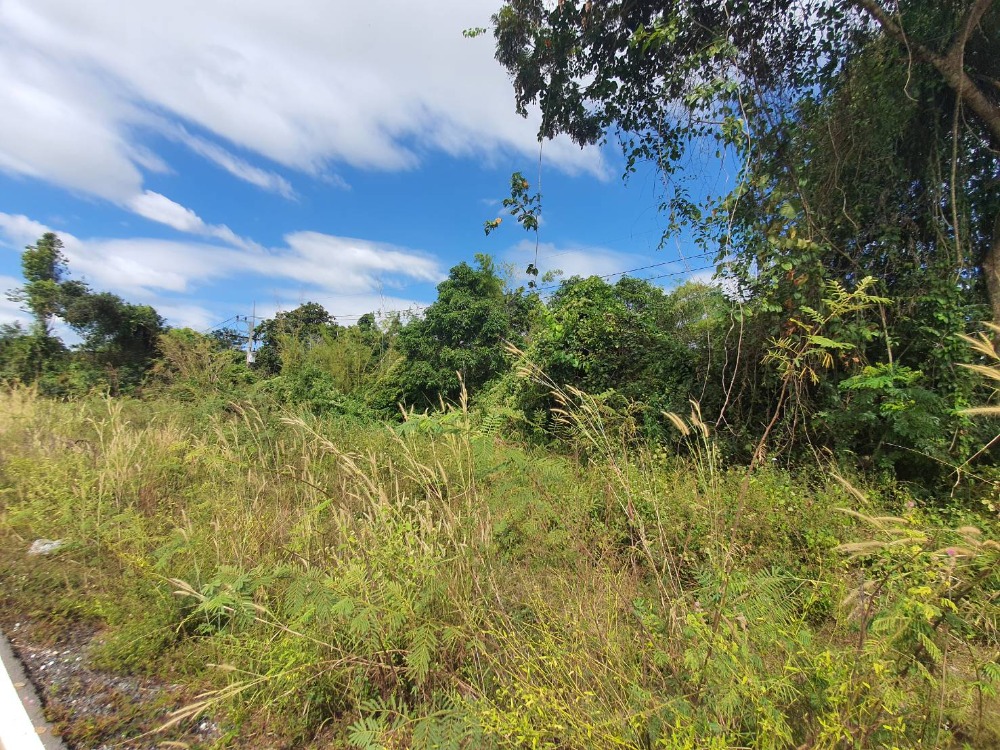 For SaleLandPrachin Buri : Urgent sale, 7 rai of land, Khok Mai Lai Subdistrict, Mueang District, Prachinburi Province, next to Nakhon Nayok, planting 700 Agarwood trees for 20 years