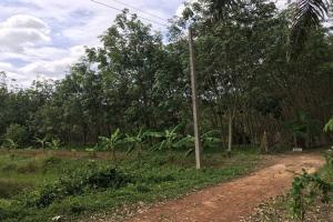 For SaleLandRayong : Land on the road, width 270 m, 23 rai with rubber plantation (with some durian), Ban Na, Klaeng District, Rayong