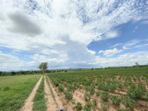 For SaleLandKhon Kaen : (Land for sale), area 138-1-71 rai, suitable for farming, farming, Chompoo District, Khon Kaen.