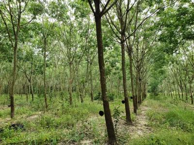 For SaleLandChachoengsao : The rubber plantation for sell 42-1-89 rai, ready make income, Soi Pak Krachad, Khu Yai Mee, Sanam Chai Khet, Chachoengsao.