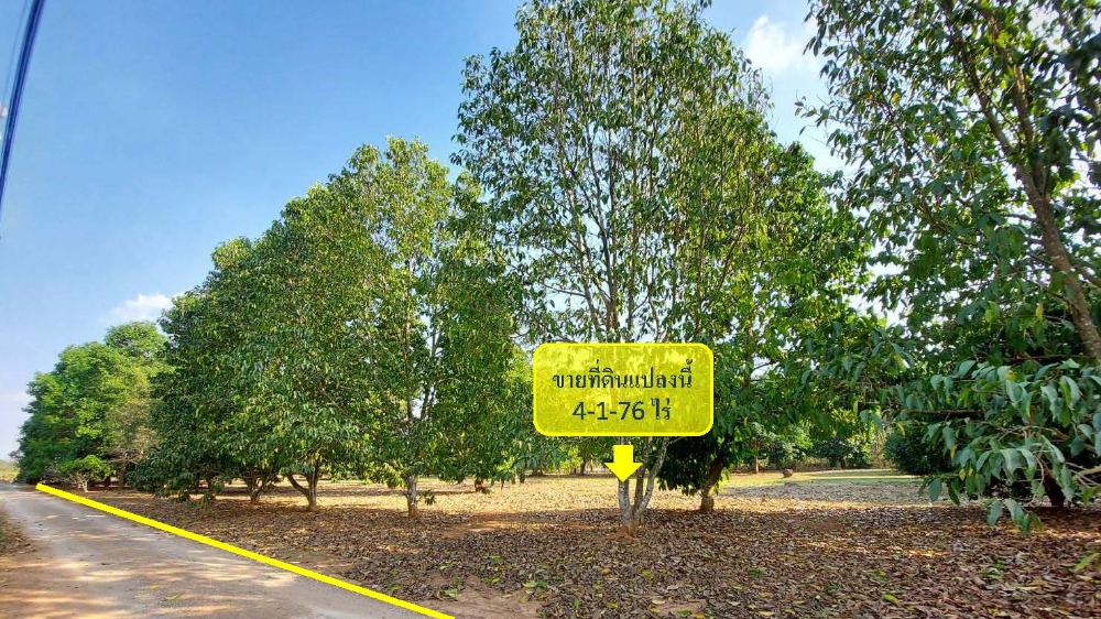 For SaleLandPak Chong KhaoYai : Land for sale in Khao Yai, Khao Wong Zone, Pak Chong, 4 rai, with mountain views, front and back. with big trees, water and electricity ready