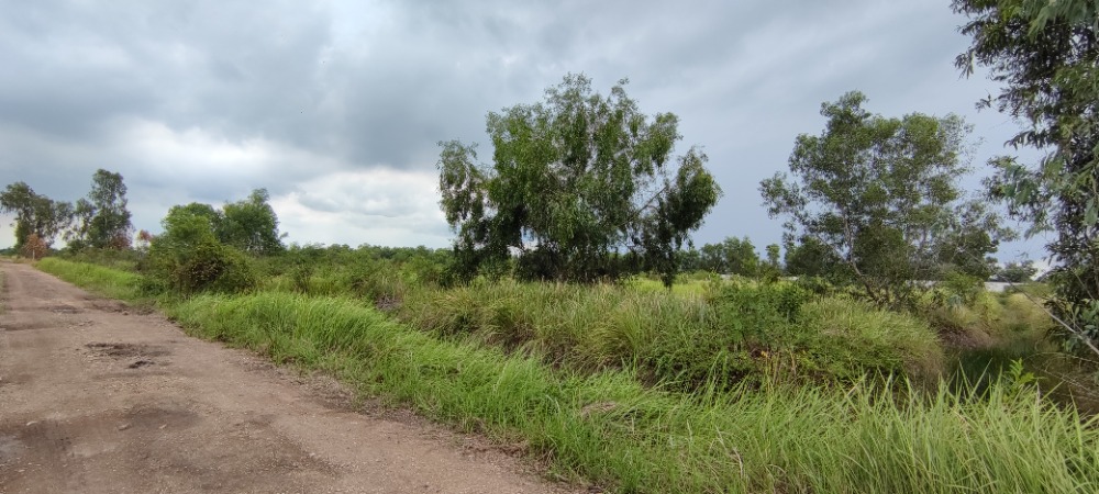 ขายที่ดินปทุมธานี รังสิต ธรรมศาสตร์ : ขาย ที่ดิน 2 ไร่ คลอง 14 หนองเสือ ปทุมธานี ใกล้ถนนเลียบคลอง 14 ห่าง ถ.รังสิต-นครนายก 7 กม. เจ้าของขายเอง