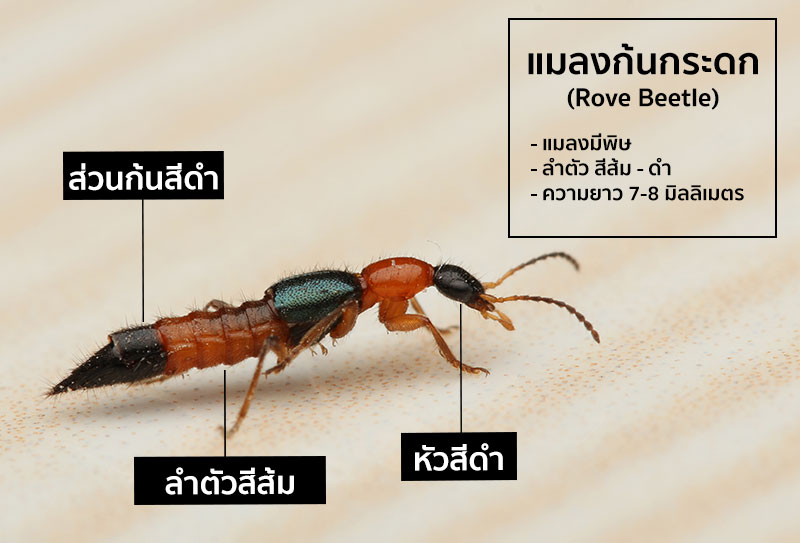 แมลงก้นกระดกมีพิษร้าย ภัยใกล้ตัวที่ไม่ควรมองข้าม