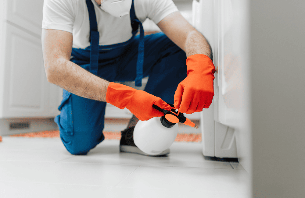 วิธีกําจัดแมลงสาบที่ได้ผลจริง