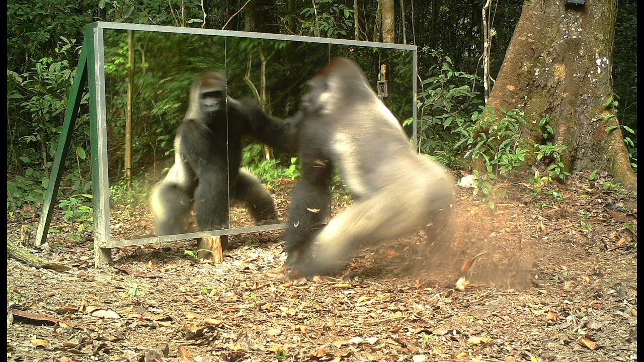 Gabon: This Silverback thinks this intruder in the mirror (his reflection) comes to steal his wives.