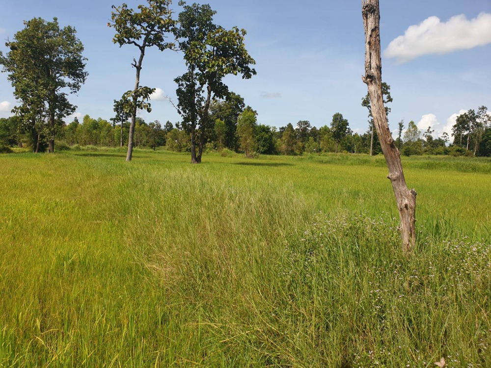 For SaleLandUbon Ratchathani : Land for sale in Ubon Ratchathani Not far from the road, good atmosphere