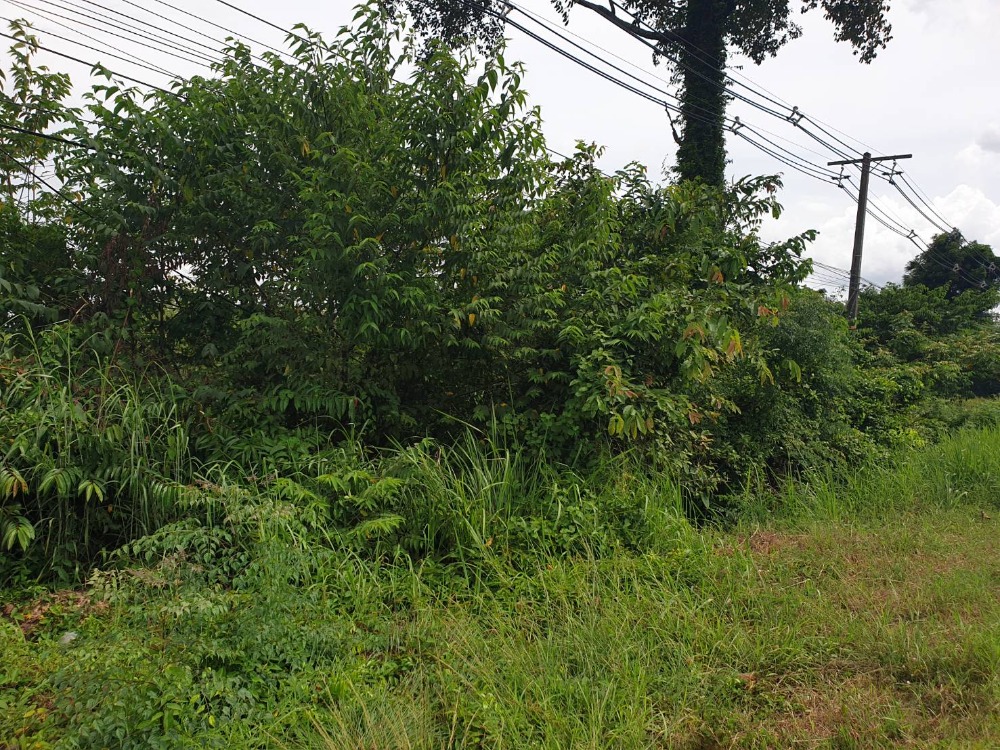 For SaleLandUbon Ratchathani : vacant land for sale The front is on a four-lane road near the community. Ubon Ratchathani Province