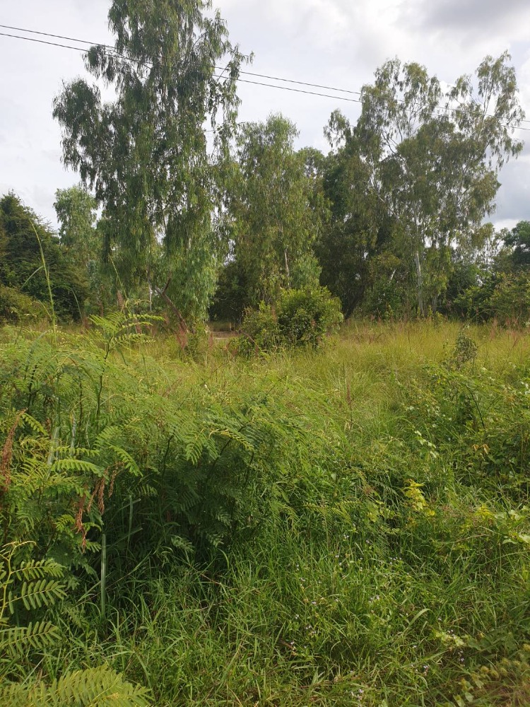 For SaleLandUbon Ratchathani : vacant land front and back next to public road in the pink area Ubon Ratchathani Province