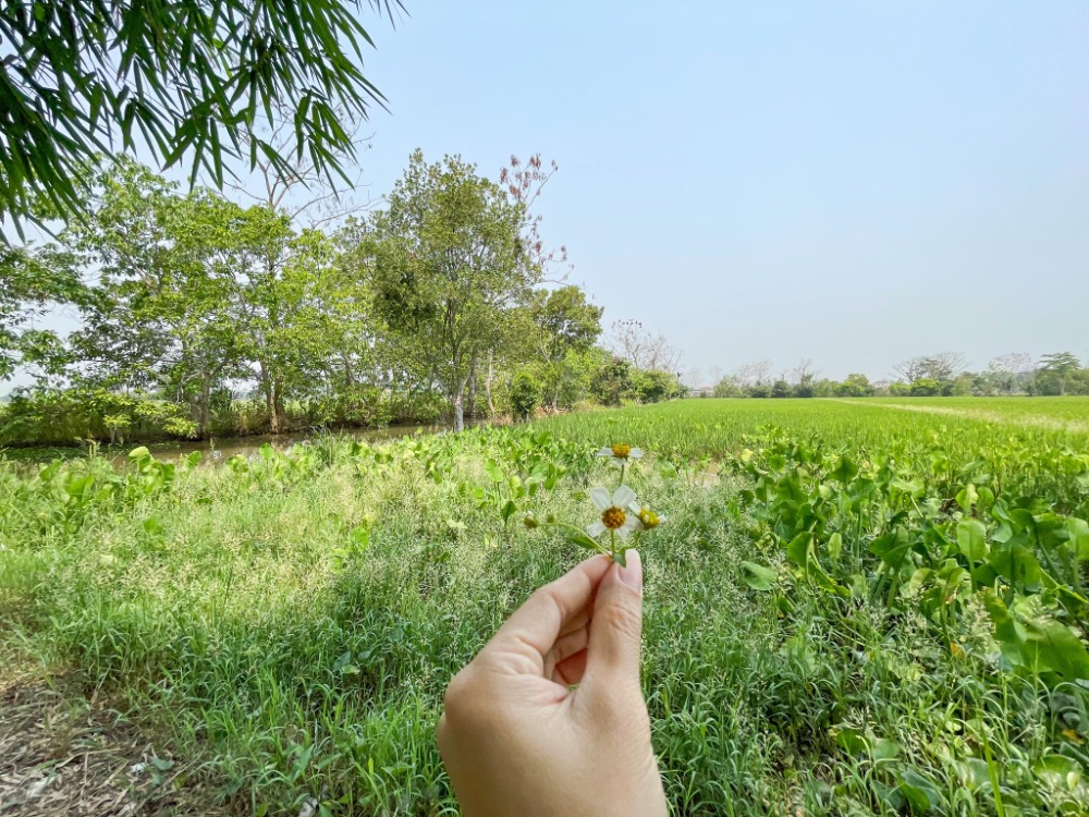 For SaleLandChiang Rai : Big plot of land for sale With a garden in Chiang Rai, good atmosphere, near the community Easy to travel in and out