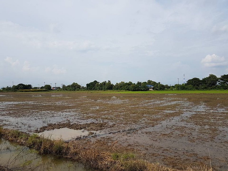 ขายที่ดินปทุมธานี รังสิต ธรรมศาสตร์ : ขายที่ดิน 6 ไร่ ต. บางคูวัด อ. เมืองปทุมธานี จ. ปทุมธานี