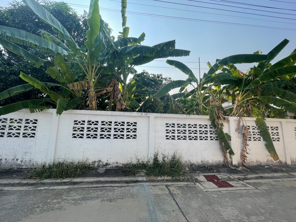 For RentLandPinklao, Charansanitwong : Cheap rent, empty land, reclamation, 100 sq m., Phutthamonthon Sai 1