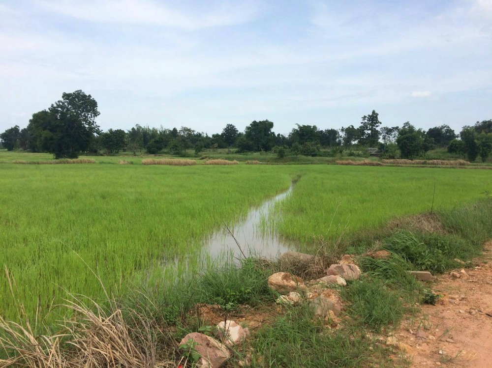 For SaleLandChaiyaphum : Urgent sale!!! Beautiful land, large plot, Chaiyaphum Province, 65 rai, price 16 million baht, price includes all expenses (negotiable, owner sells by himself) Want to sell urgently !!! ))