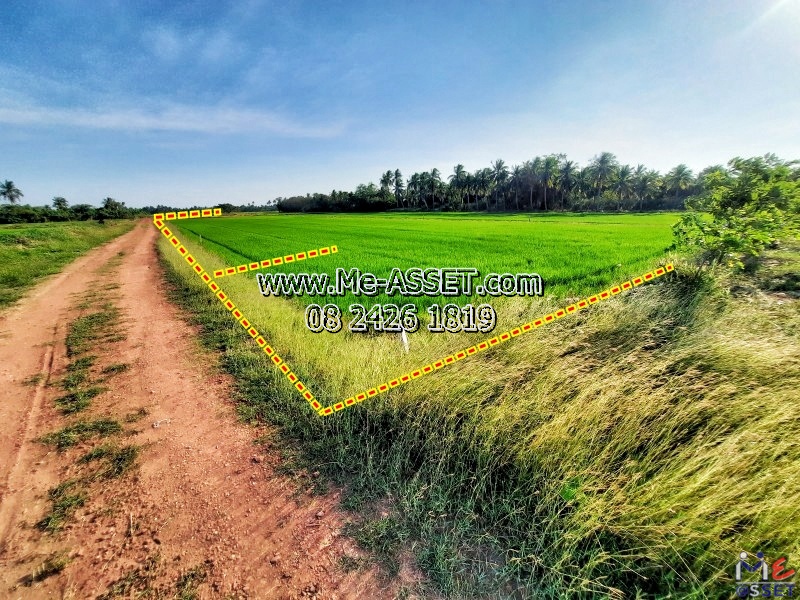 For SaleLandPhutthamonthon, Salaya : Land for sale, 5 adjacent plots next to the public way, Salaya area, Maha Sawat, Phutthamonthon, Nakhon Chai Si: near the Maha Sawat Subdistrict Administrative Organization: 200 square meters per plot: CODE NN-84433