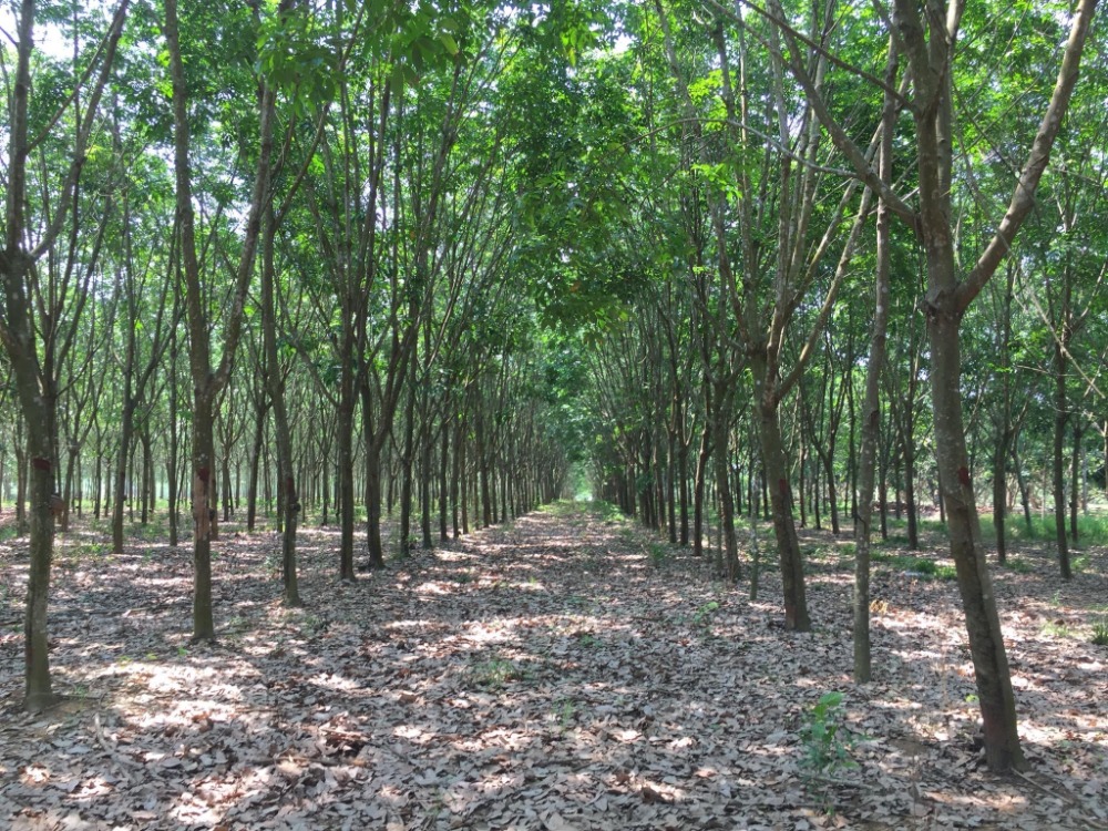 For SaleLandChanthaburi : Rubber plantation for sale, Thap Chang, area 18-2-27 rai, Soi Dao District, Chanthaburi Province.