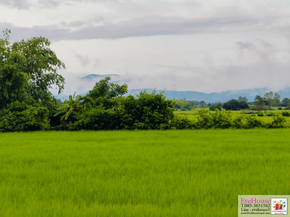 For SaleLandChiang Mai : Land for sale Mae Rim Size 4-3-55 Rai A beautiful view of rice fields, mountains, cement road. 250 meters from Chotana Road ( Chiang Mai - Mae Rim : Highway 107 ) Located in a community area, not isolated Price 6,800,000