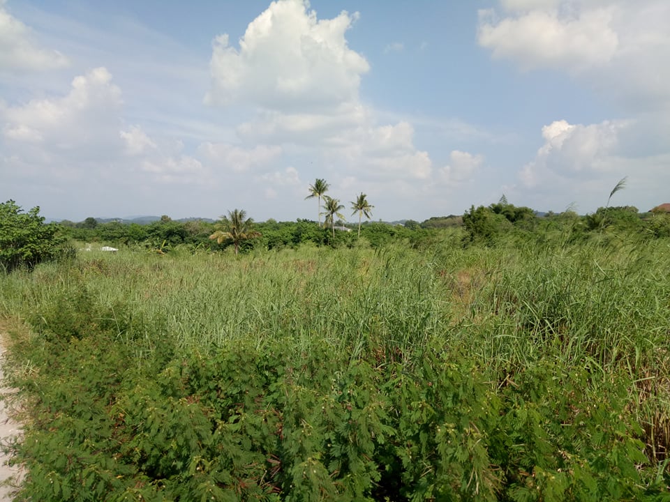 For SaleLandKorat Nakhon Ratchasima : Land for sale with mountain view, 4 rai, reclamation, Nong Sarai, Pak Chong