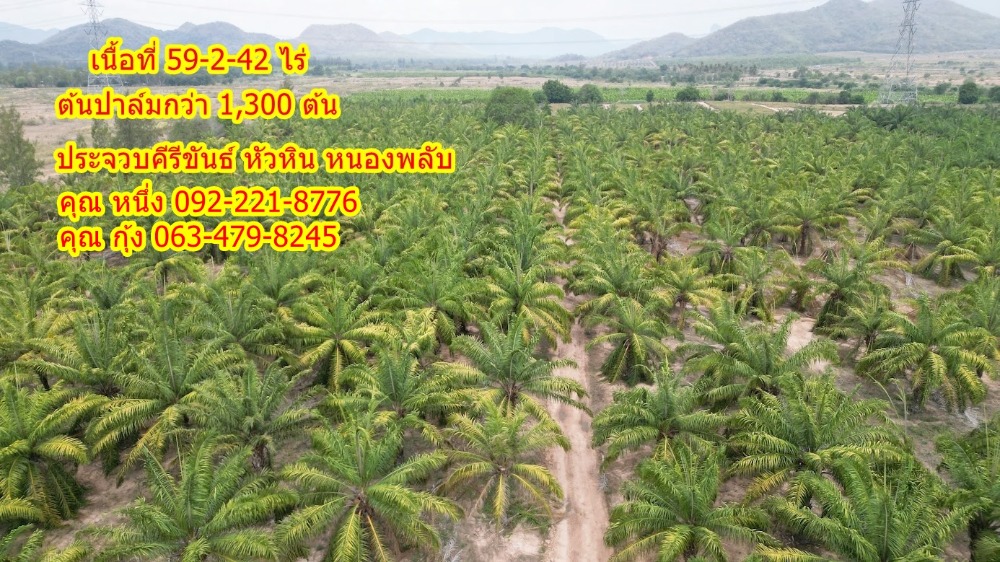 For SaleLandHuahin, Prachuap Khiri Khan, Pran Buri : Buy and get instant returns with Palm Garden Prachuap Khiri Khan