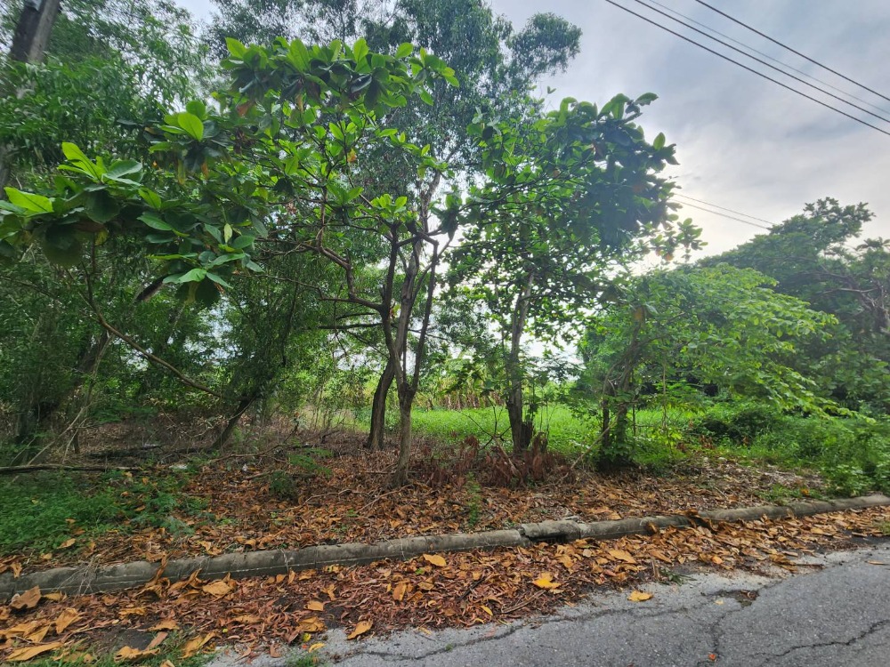 For SaleLandLadkrabang, Suwannaphum Airport : Land for The Royal Golf & Country Club, yellow city plan. Rectangular plot 1 rai