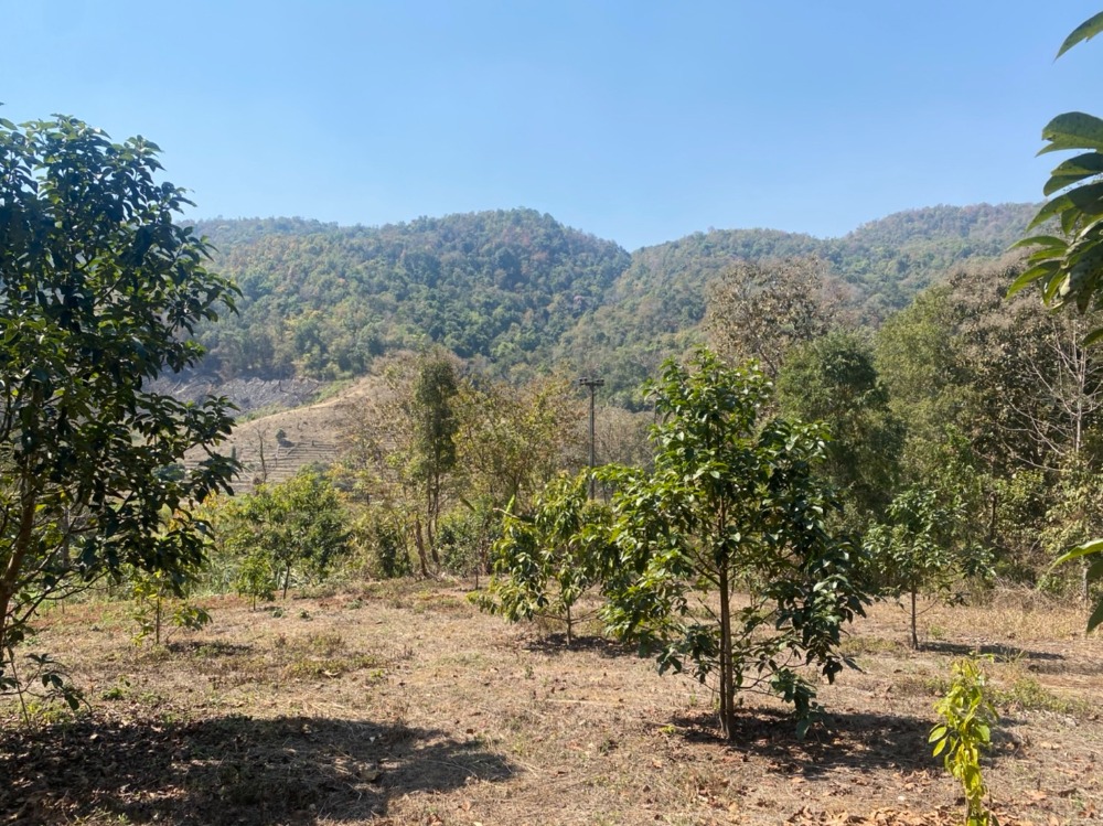 For SaleLandChiang Mai : Avocado orchard land for sale (3-5 years old) + Mayongchid, very cheap sale, surrounded by mountain views, size 273 square wah, Samoeng District, Chiang Mai Province, only 490,000 baht, call 0954935293 (Joy) Red Garuda Deed!