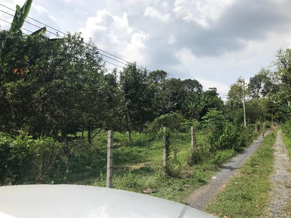 For SaleLandNakhon Nayok : 🌳Durian orchard for sale🌳 next to the resort, selling separately for 2.5 million baht per rai.