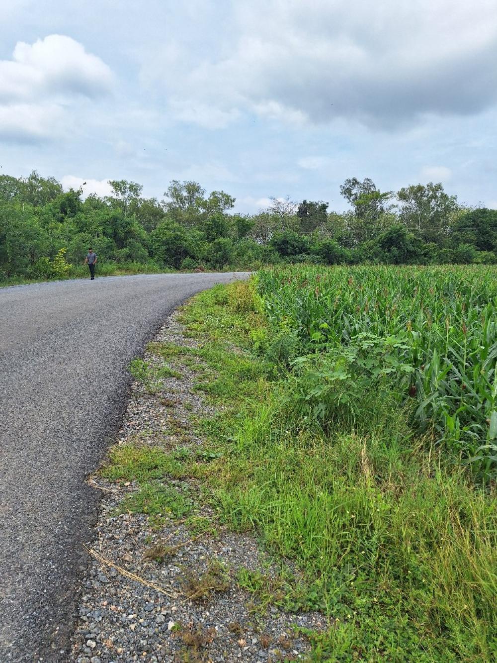 For SaleLandPak Chong KhaoYai : Beautiful land suitable for a vacation home. Pak Chong in a project near the Pak Chong golf course, planting agriculture, good land, good water, electricity, next to a black road, size 1 rai, separate title deed, can be sold, contact 0945169999