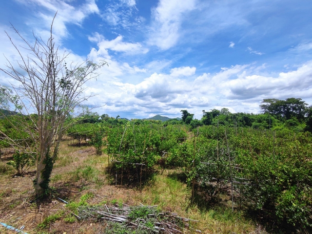 For SaleLandCha-am Phetchaburi : Empty land for sale, Tha Yang District, size 13-3-53 rai, very wide frontage 304 meters, close to Highway 4007, only 80 meters, next to the road on 3 sides.