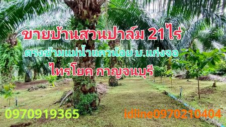 ขายที่ดินกาญจนบุรี : ขาย ที่ดิน บ้านสวนปาล์ม 21 ไร่ 48 ตร.วา ใกล้แม่น้ำแควน้อย ติดถนน บ้านแก่งจอ อ.ไทรโยค กาญจนบุรี