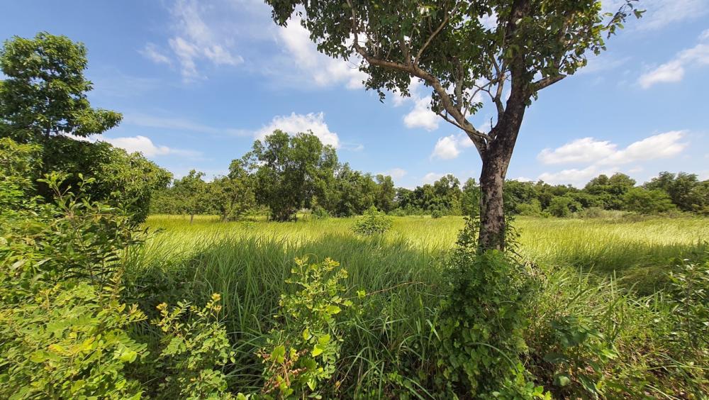 ขายที่ดินปทุมธานี รังสิต ธรรมศาสตร์ : ขายที่ดินต่ำกว่าราคาประเมิน คลองสาม โครงการเวิลด์คลับแลนด์ 1-2-14 ไร่