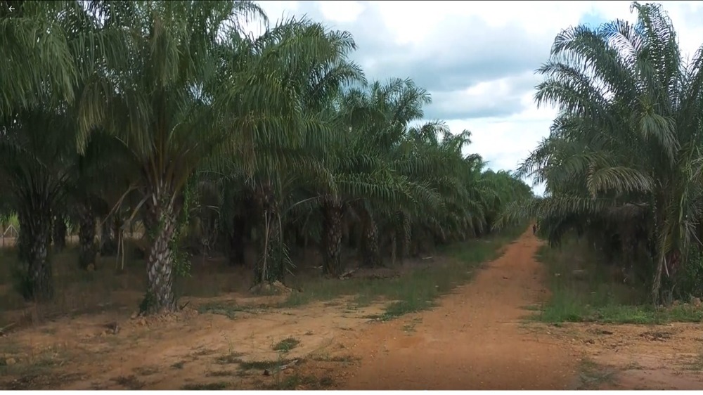 For SaleLandCha-am Phetchaburi : Land, palm plantation next to asphalt, Cha-am.