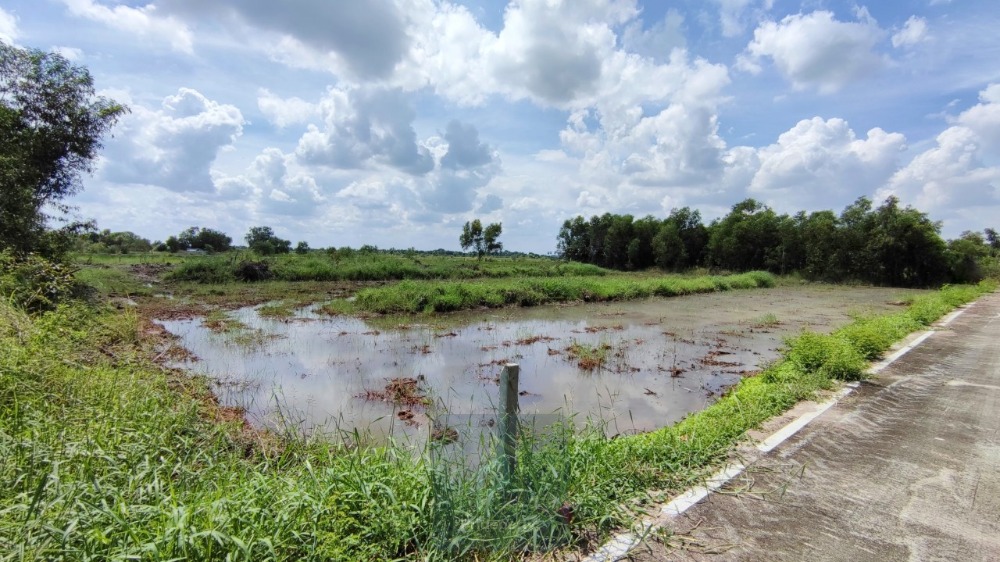 ขายที่ดินปทุมธานี รังสิต ธรรมศาสตร์ : ขาย ที่ดิน 2 ไร่ คลอง 5 ฝั่งตะวันตก คลองหลวง ปทุมธานี ใกล้เส้นทางหลวงปทุมธานี-อยุธยา