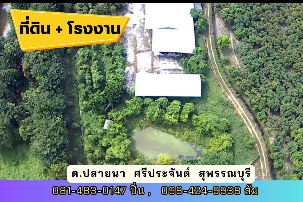 ขายที่ดินสุพรรณบุรี : ที่ดิน พร้อมโรงงาน สวนป่า เนื้อที่ 7 ไร่ 2 งานกว่า ต.ปลายนา อ.ศรีประจันต์ จ.สุพรรณบุรี