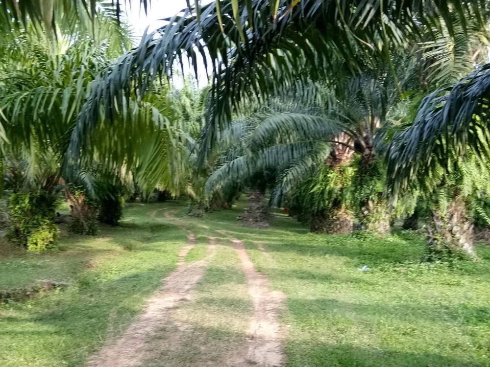 For SaleLandKrabi : Beautiful land near the sea, priced at only 1 million baht per rai in Krabi province.“